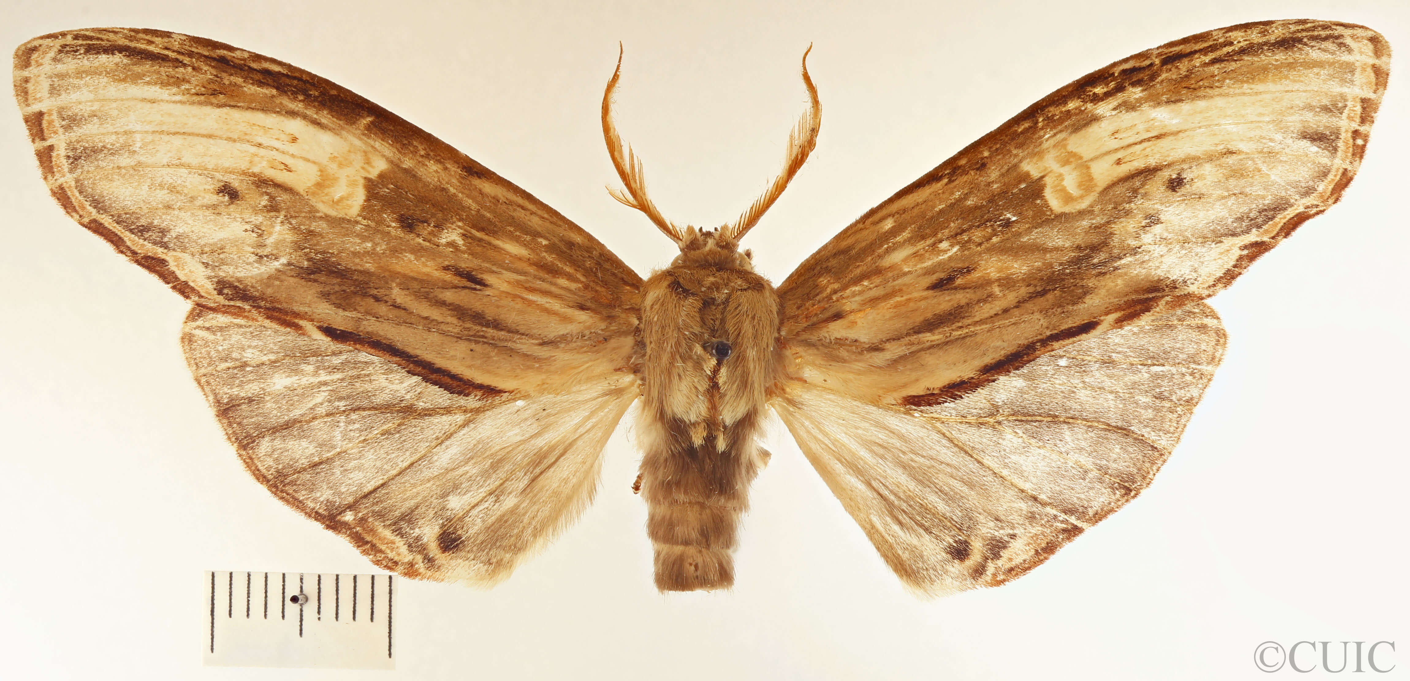 dorsal view of adult Lirimiris meridionalis