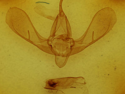 genitalia view of adult Litoprosopus schausii