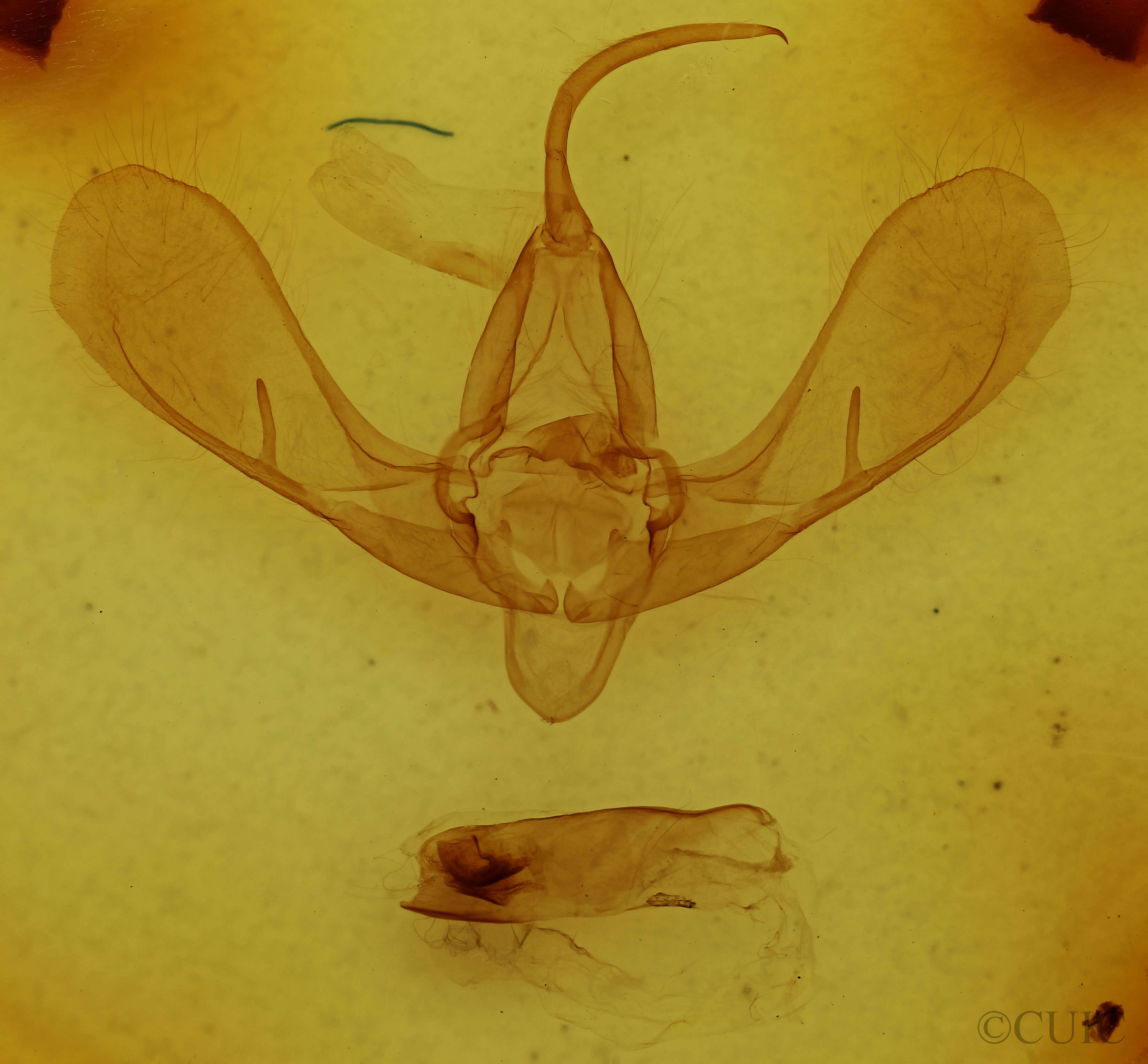genitalia view of adult Litoprosopus schausii