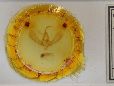 slide view of adult Litoprosopus schausii