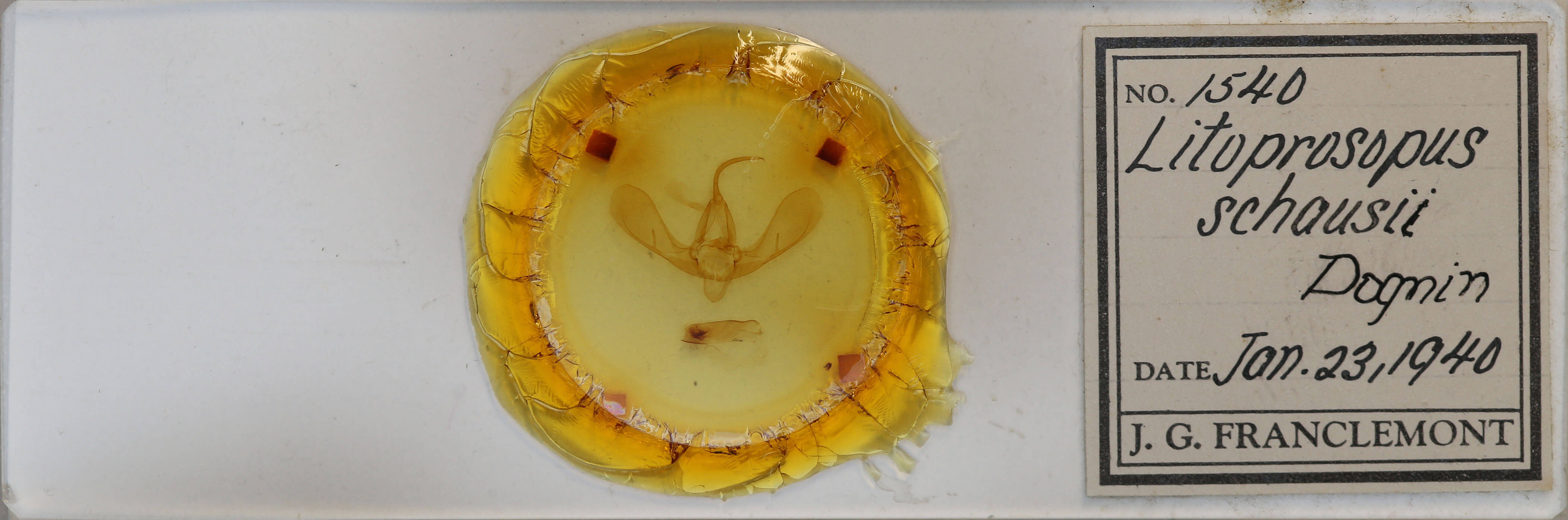 slide view of adult Litoprosopus schausii