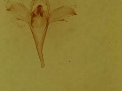 genitalia view of adult Macrochilo orciferalis