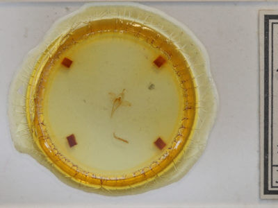 slide view of adult Macrochilo orciferalis