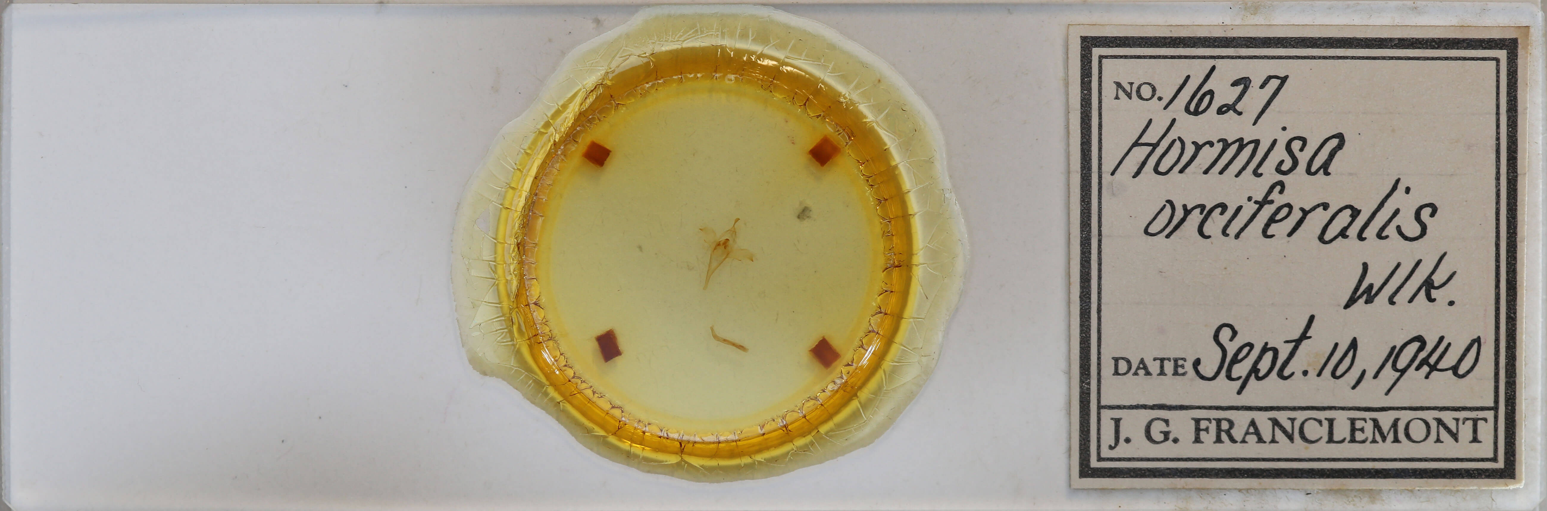 slide view of adult Macrochilo orciferalis