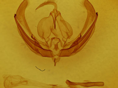 genitalia view of adult Magusa orbifera