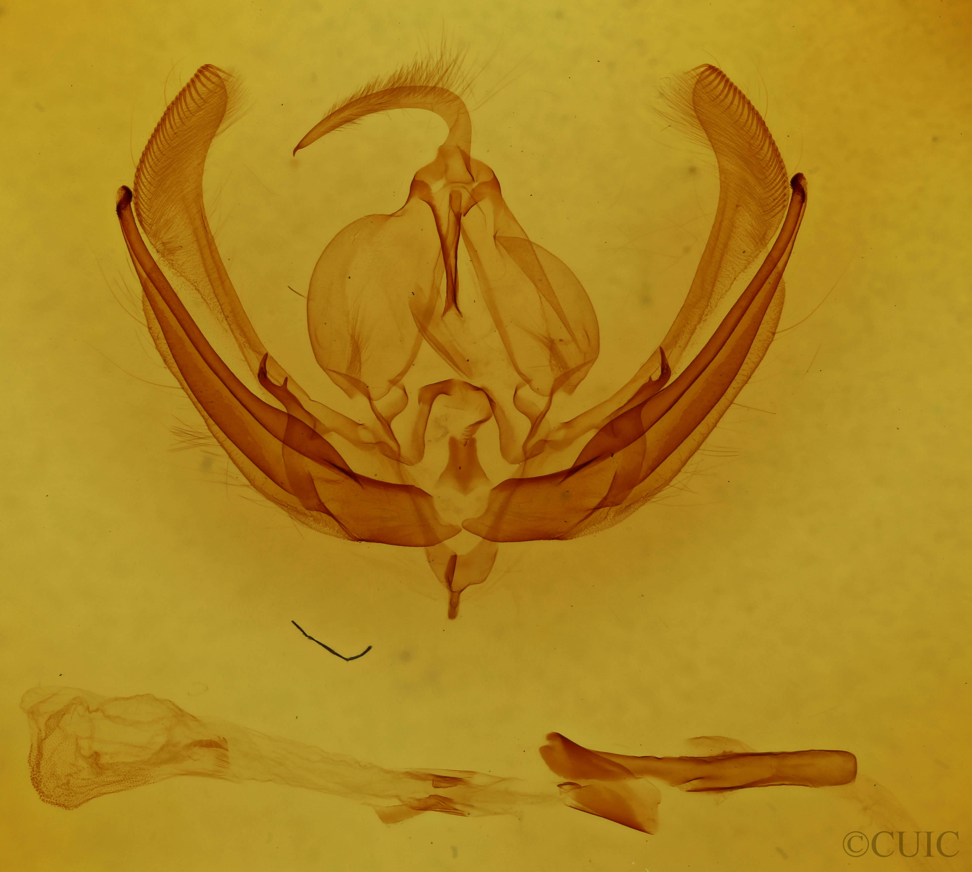 genitalia view of adult Magusa orbifera