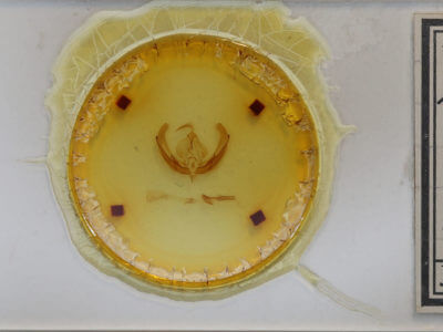 slide view of adult Magusa orbifera