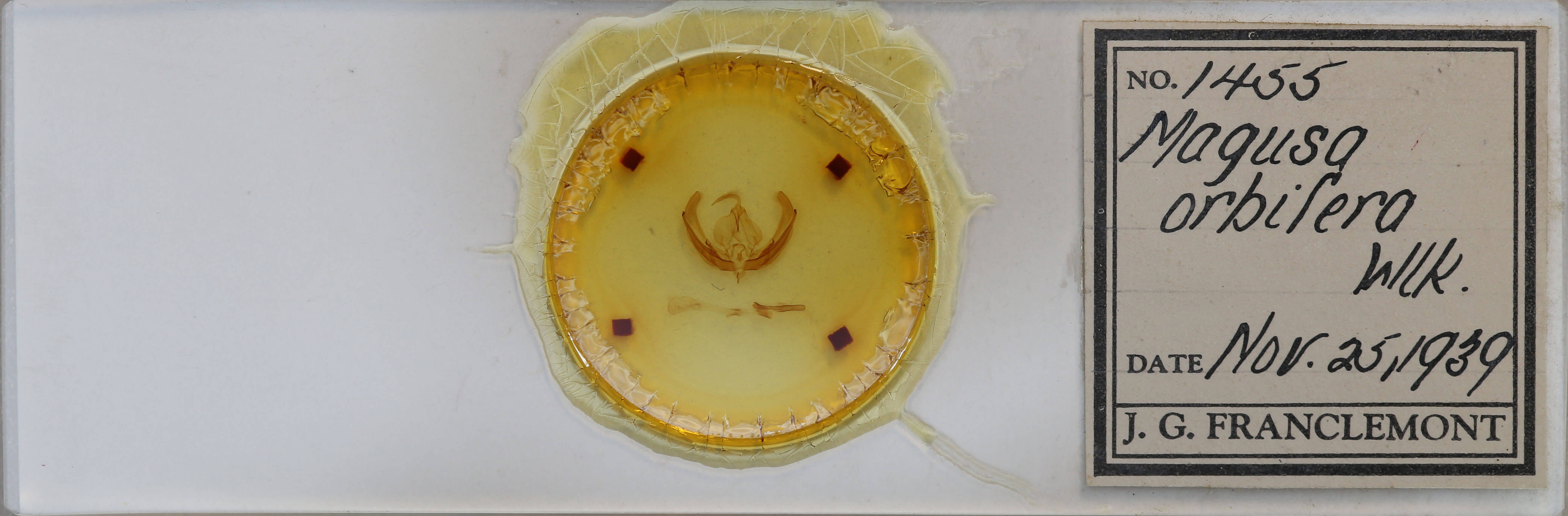 slide view of adult Magusa orbifera