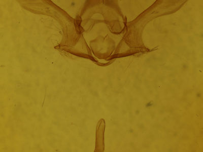 genitalia view of adult Mapeta xanthomelalis