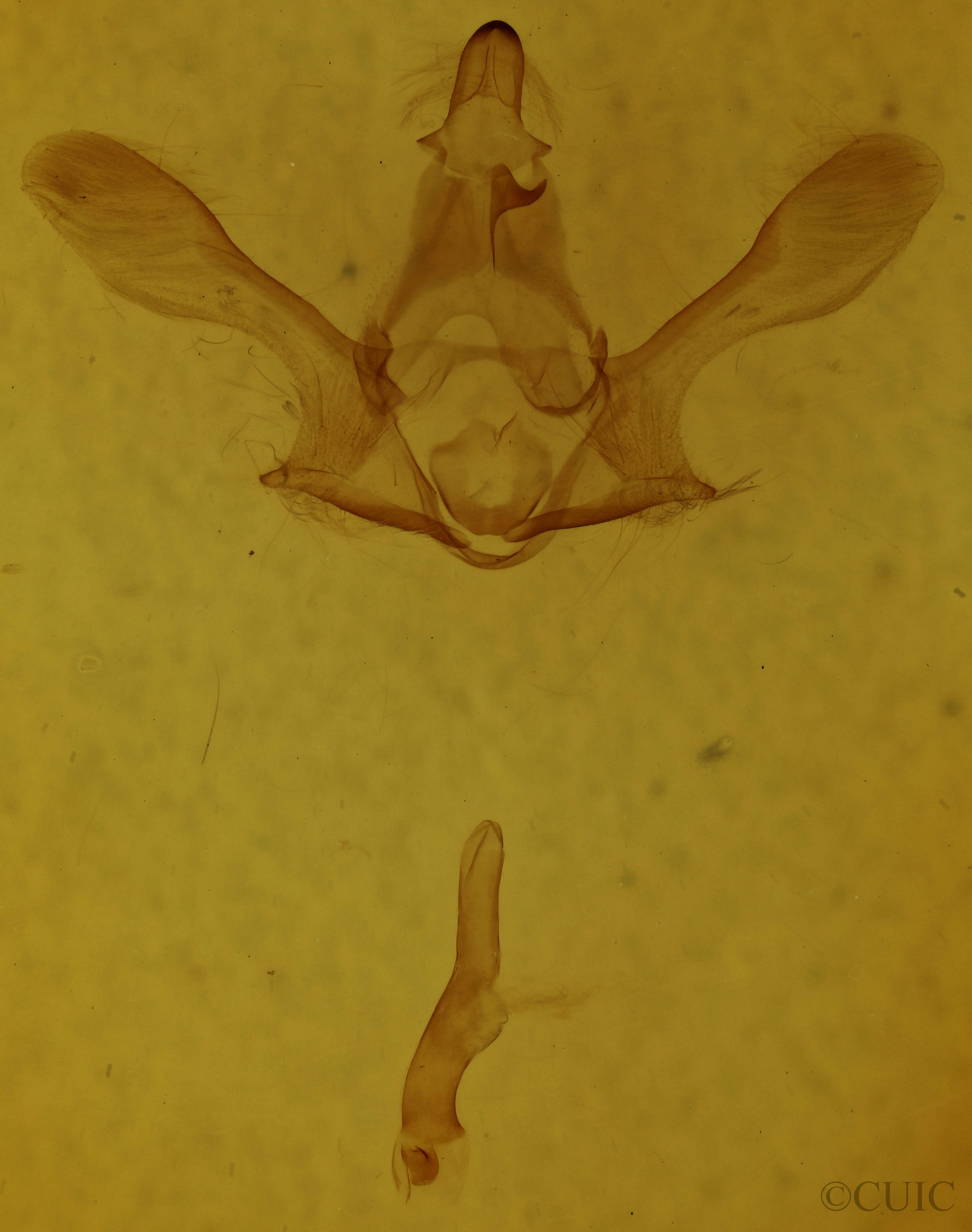 genitalia view of adult Mapeta xanthomelalis
