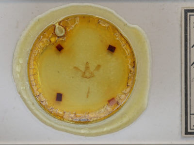 slide view of adult Mapeta xanthomelalis