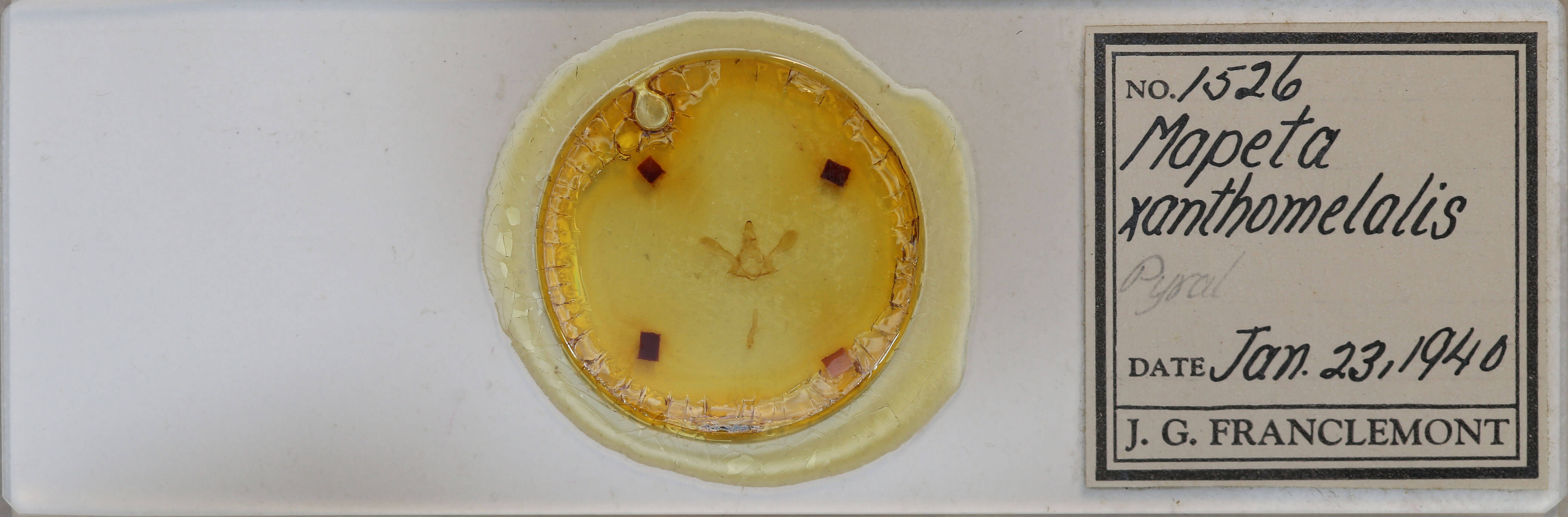 slide view of adult Mapeta xanthomelalis