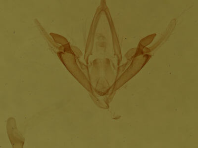 genitalia view of adult Metalectra tantillus