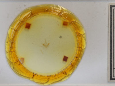 slide view of adult Metalectra tantillus