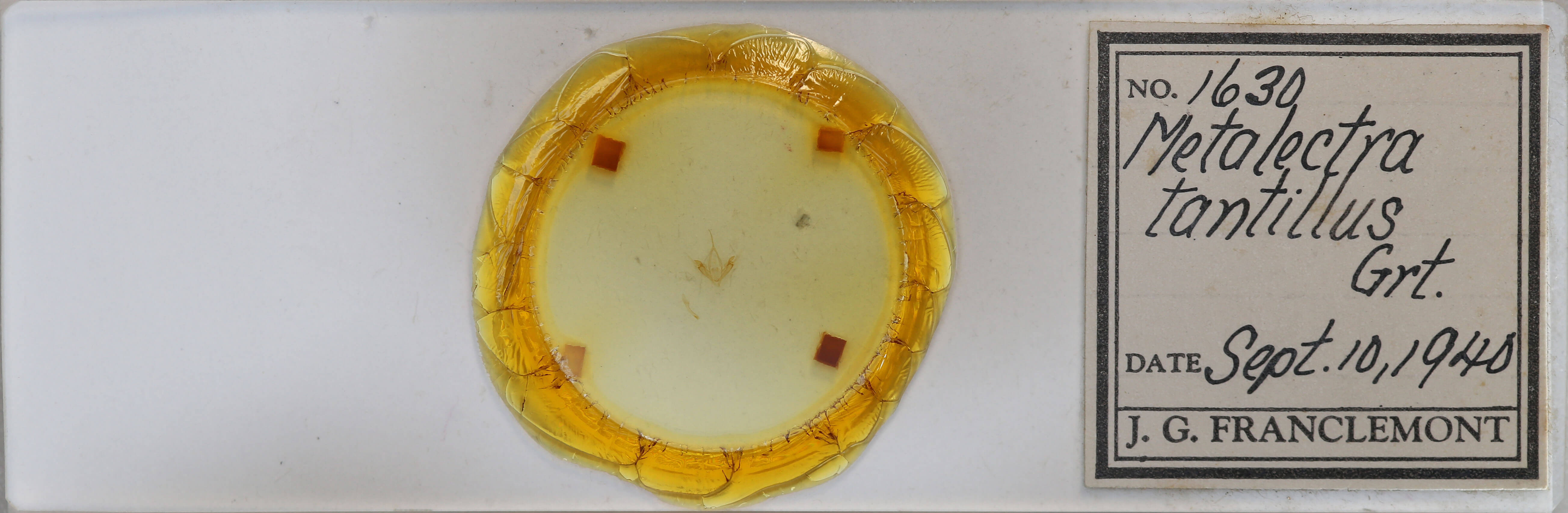 slide view of adult Metalectra tantillus