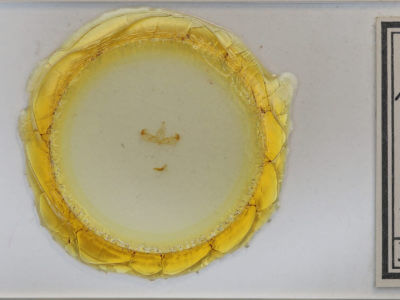 slide view of adult Micrathetis