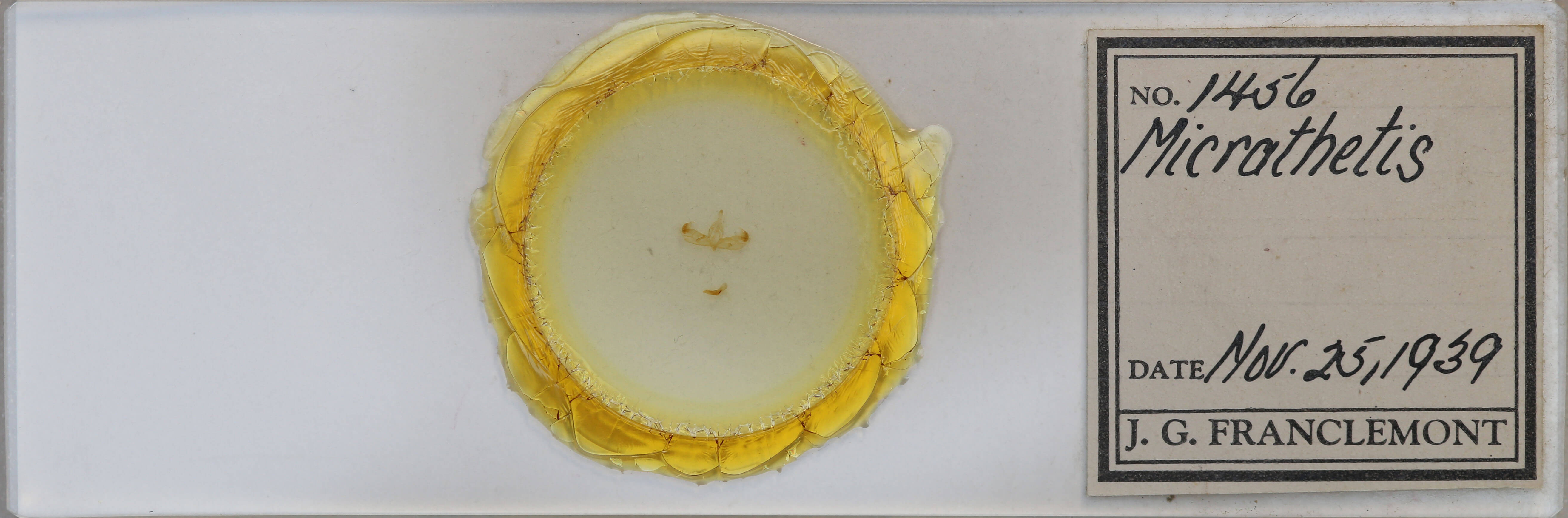 slide view of adult Micrathetis