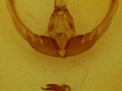 genitalia view of adult Condica imitata