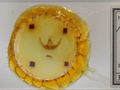 slide view of adult Condica imitata