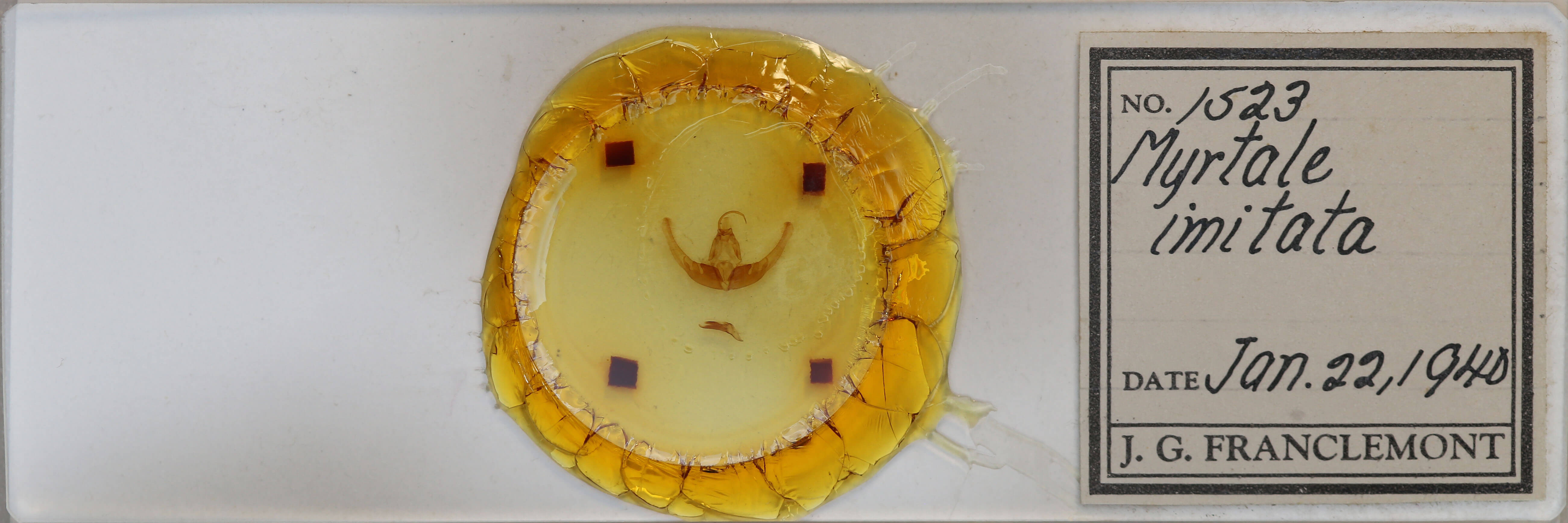 slide view of adult Condica imitata