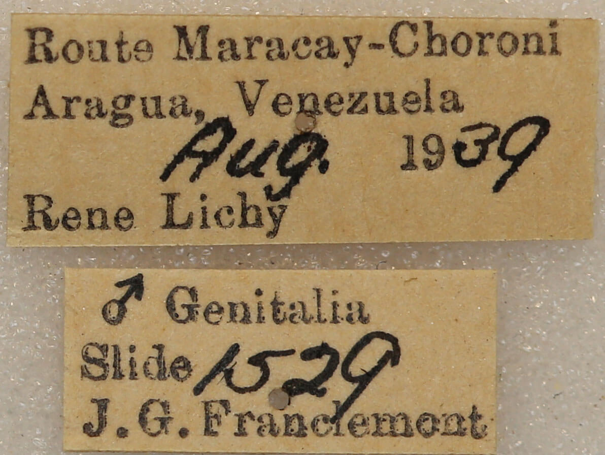 label view of adult Naprepa houla