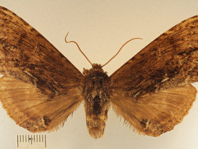 dorsal view of adult Naprepa houla