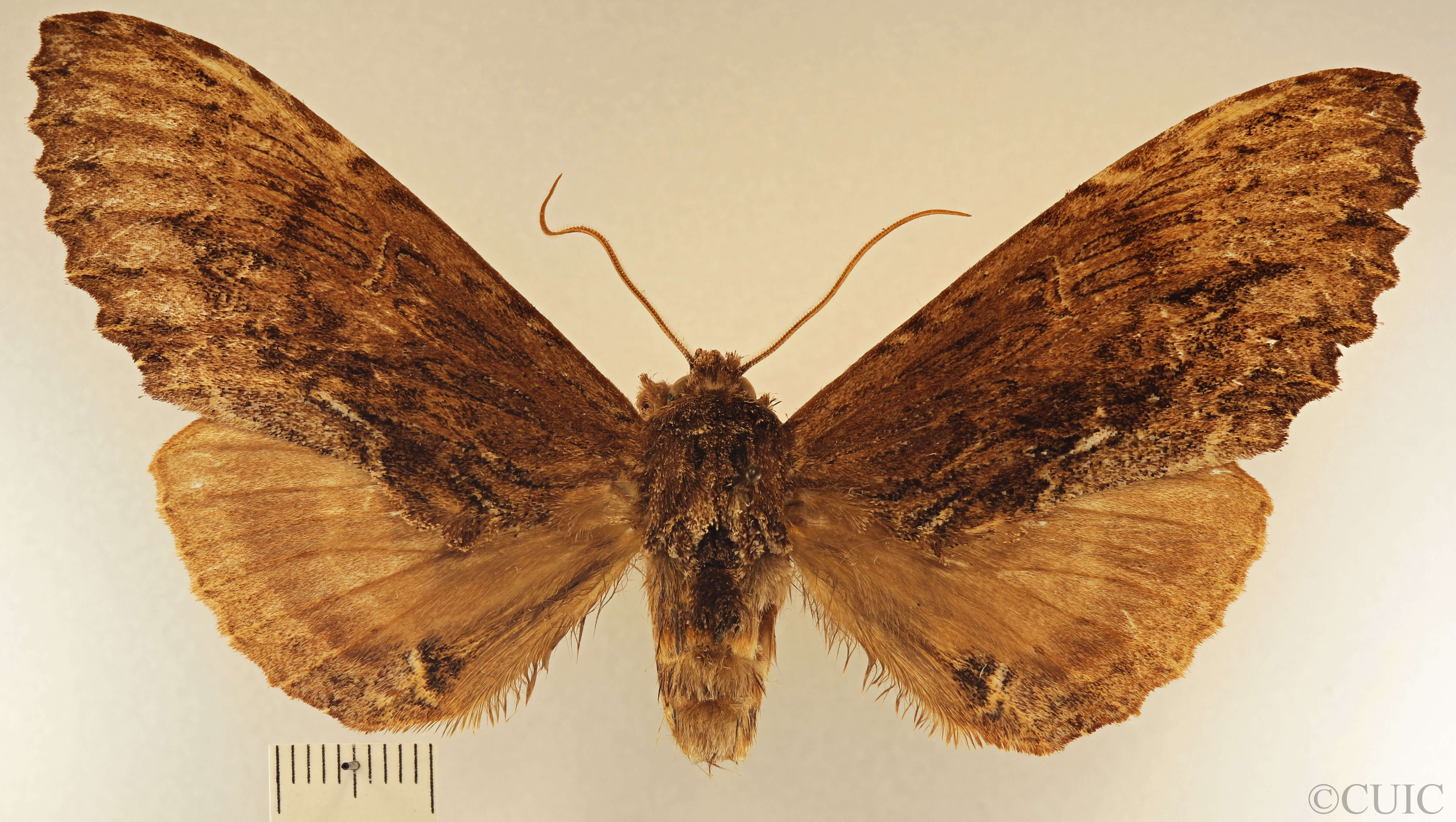 dorsal view of adult Naprepa houla