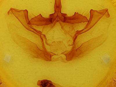 genitalia view of adult Naprepa houla