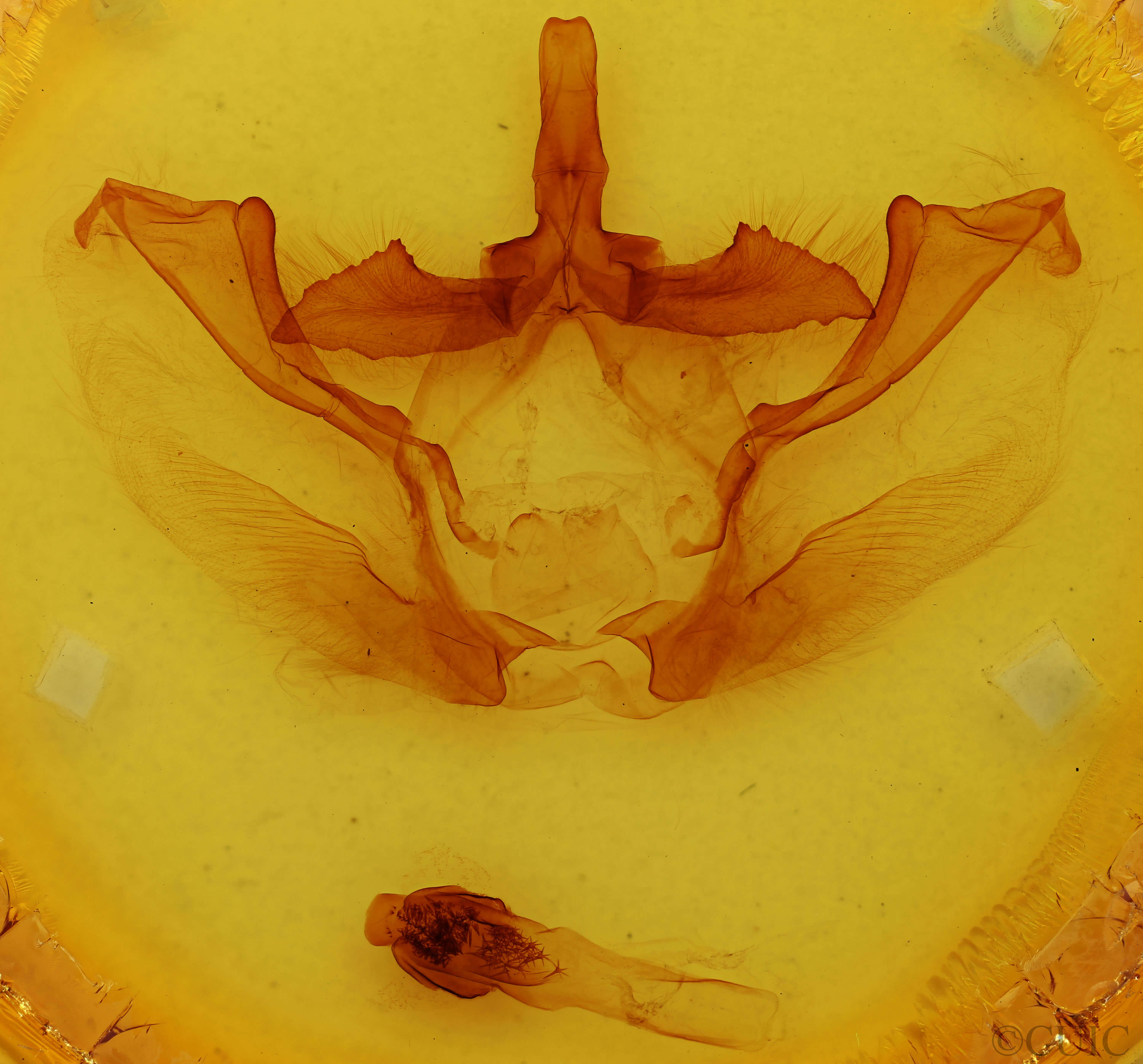 genitalia view of adult Naprepa houla