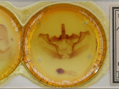 slide view of adult Naprepa houla