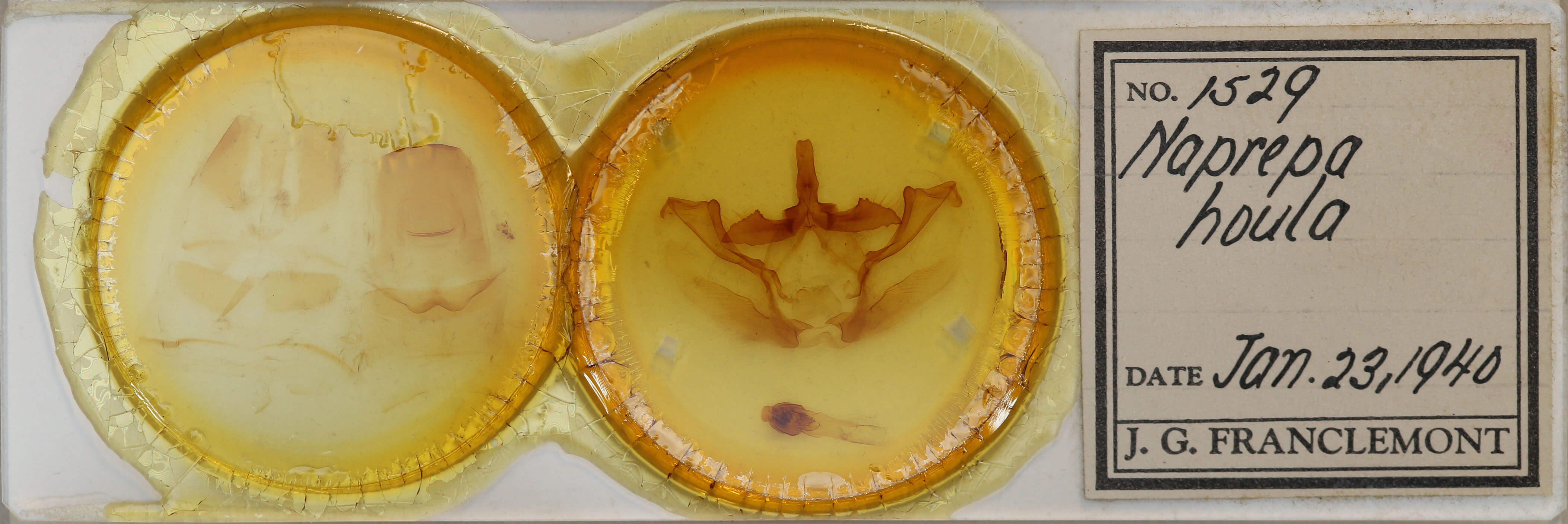 slide view of adult Naprepa houla