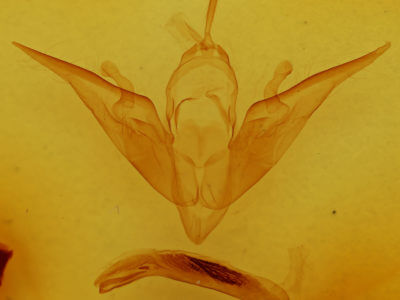 genitalia view of adult Noctua comes