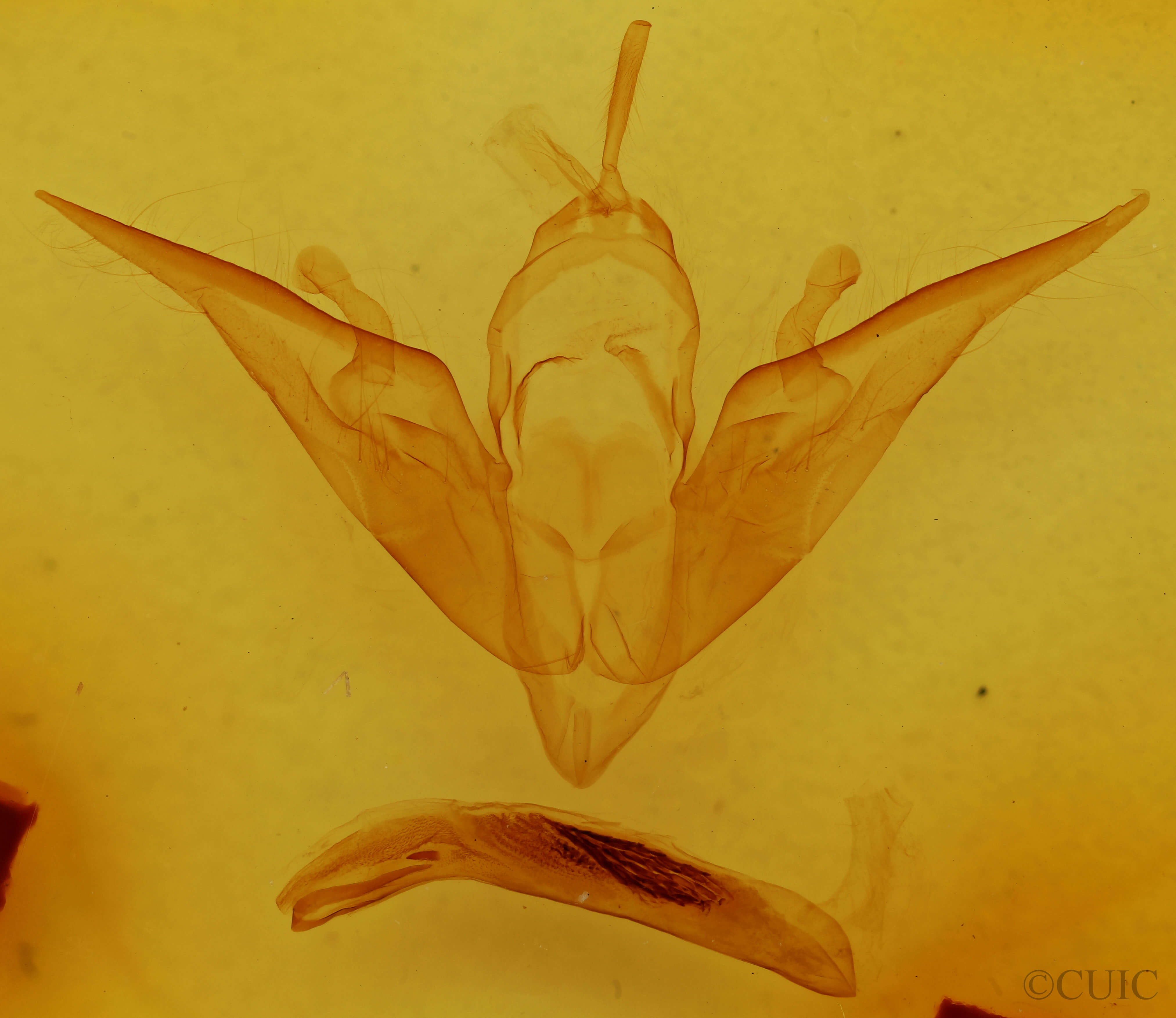 genitalia view of adult Noctua comes