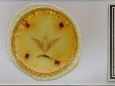 slide view of adult Noctua comes