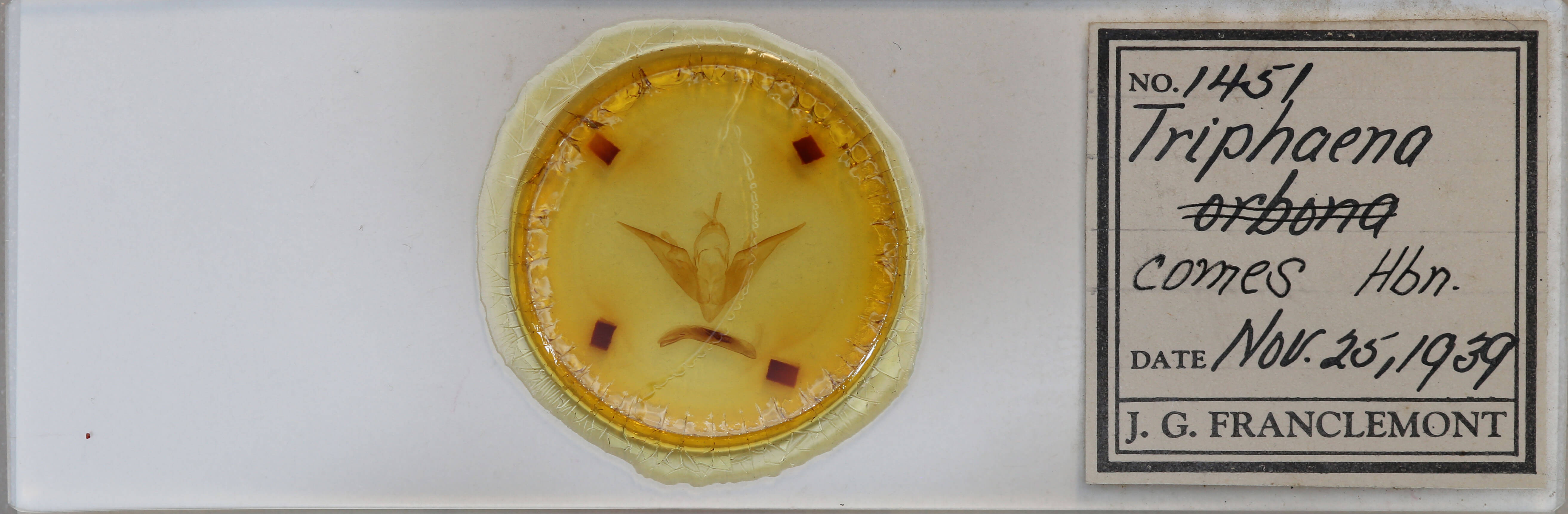 slide view of adult Noctua comes