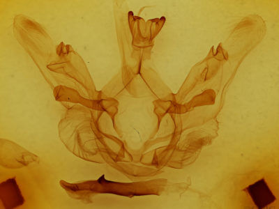 genitalia view of adult Nystalea ebalea