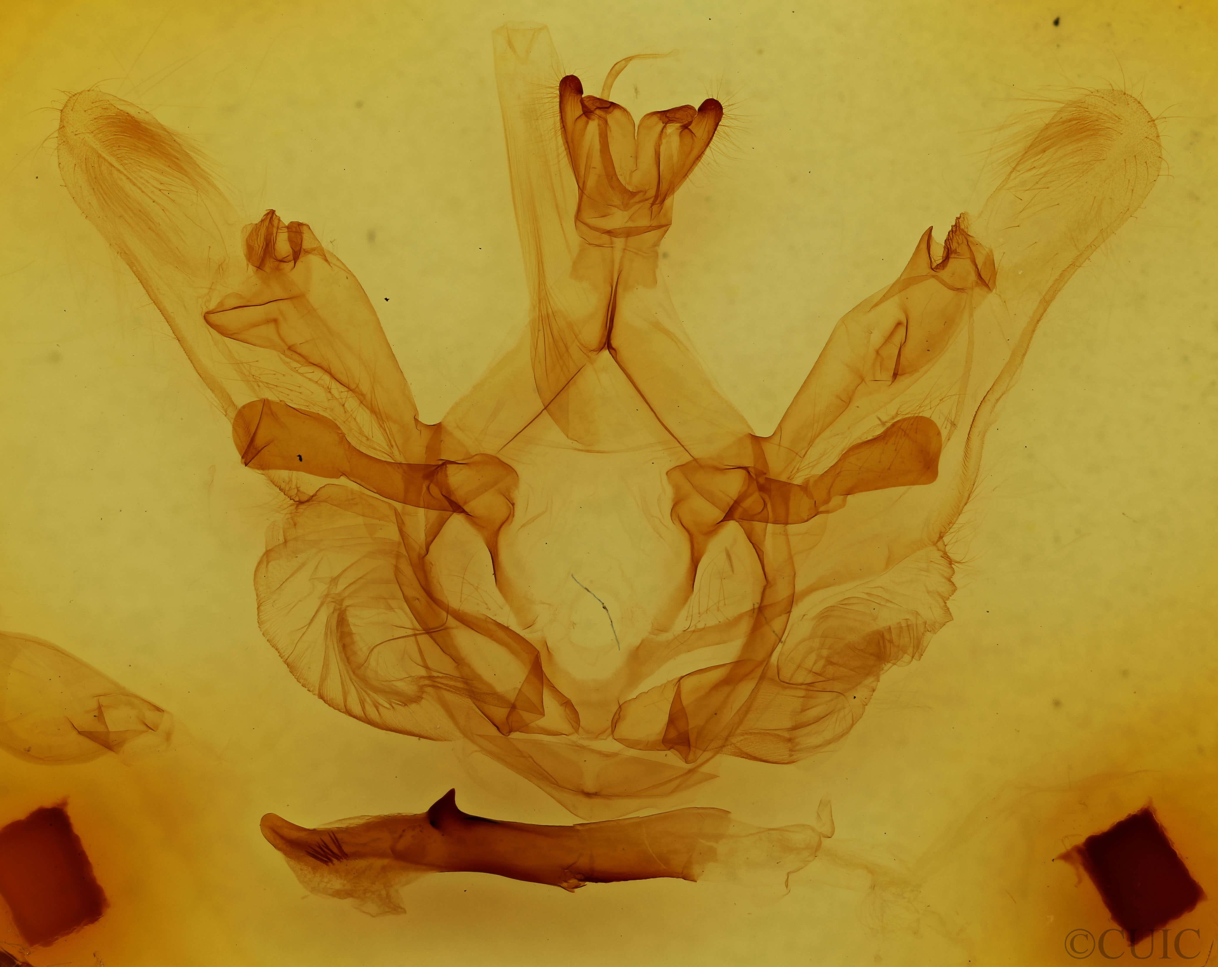 genitalia view of adult Nystalea ebalea