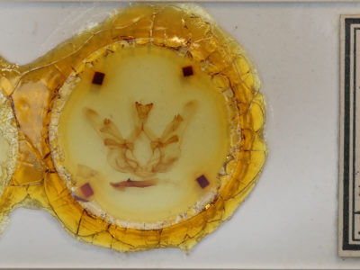 slide view of adult Nystalea ebalea