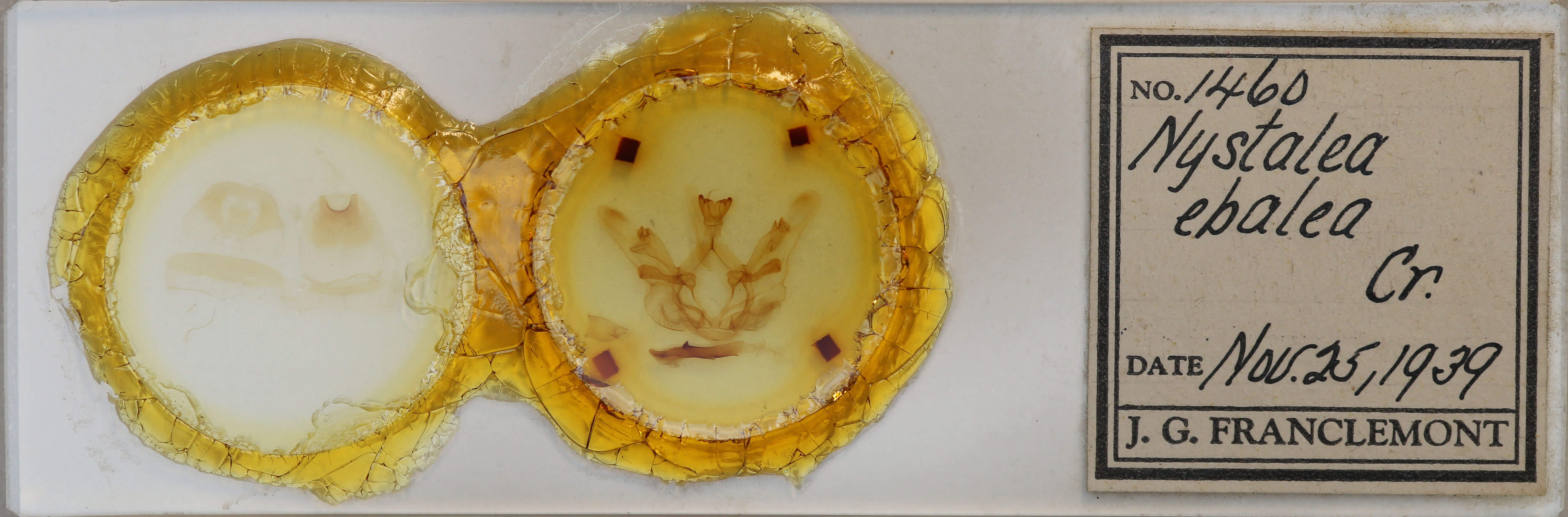 slide view of adult Nystalea ebalea