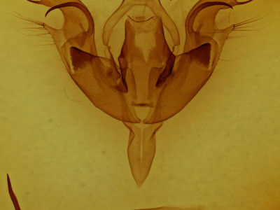 genitalia view of adult Orthosia hibisci