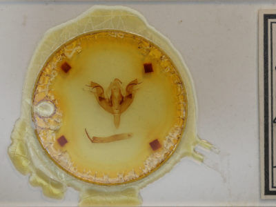 slide view of adult Orthosia hibisci