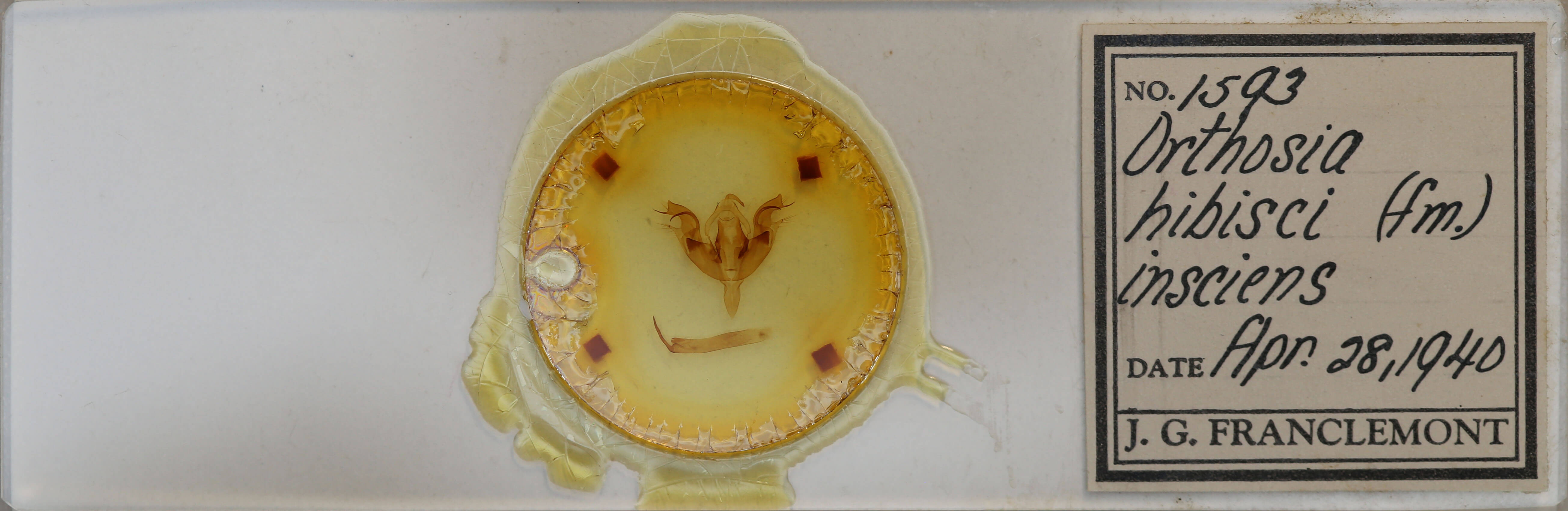 slide view of adult Orthosia hibisci