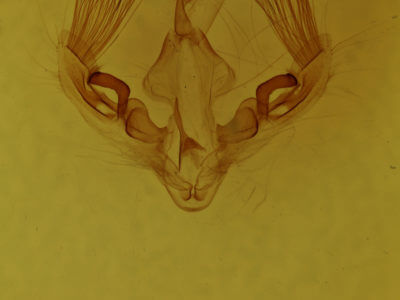 genitalia view of adult Parachabora abydas