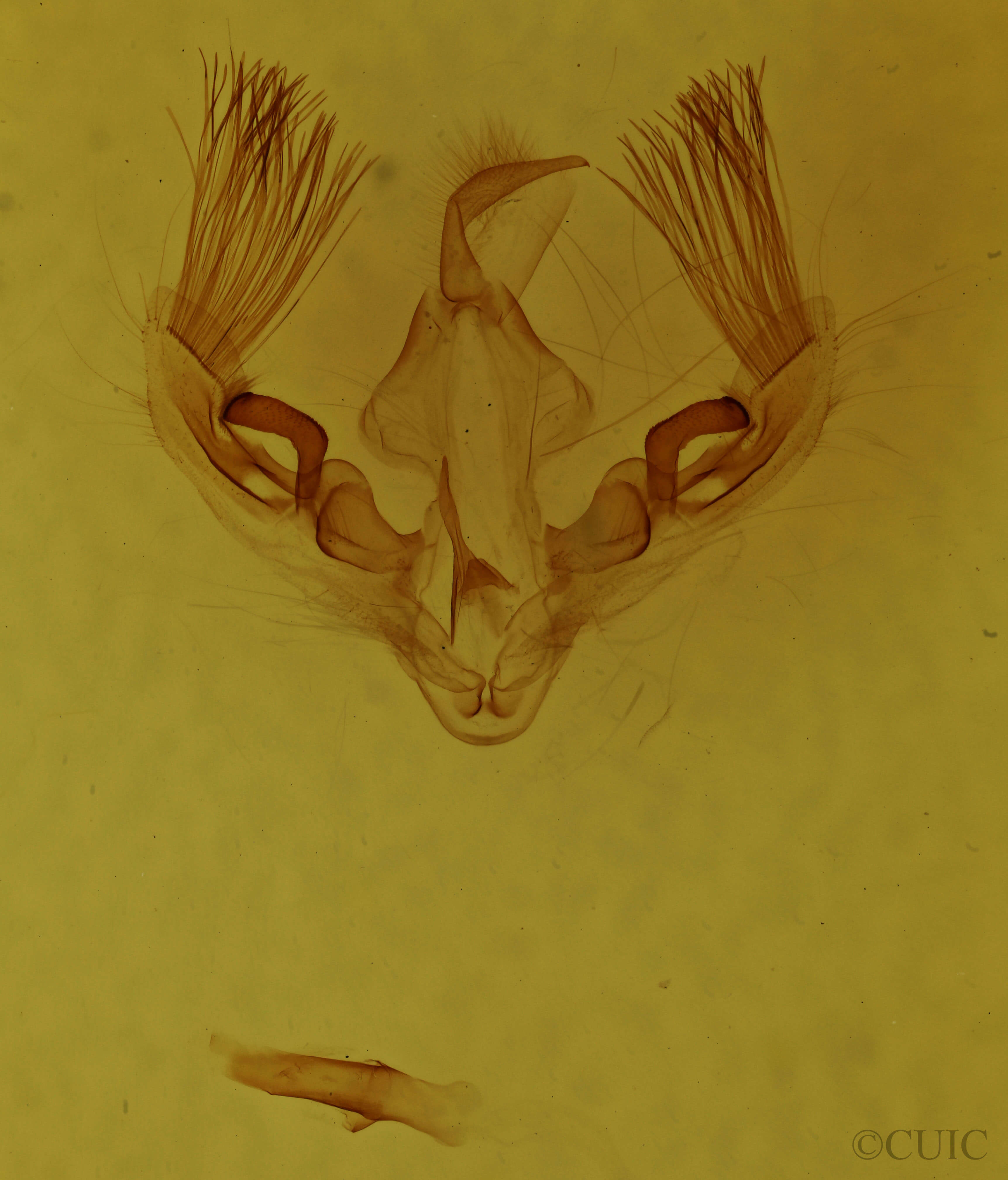 genitalia view of adult Parachabora abydas