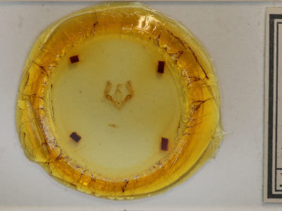 slide view of adult Parachabora abydas