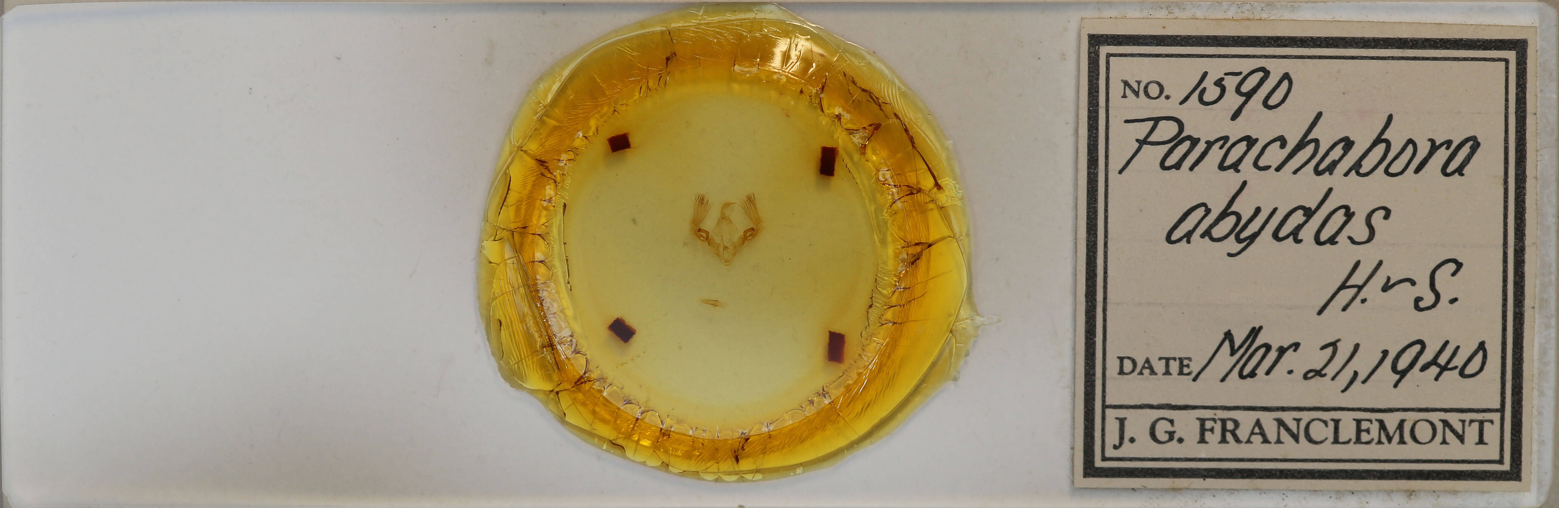 slide view of adult Parachabora abydas