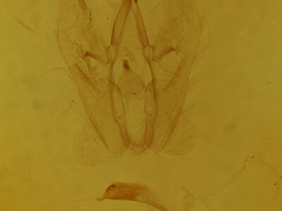 genitalia view of adult Perigea
