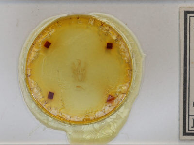 slide view of adult Perigea