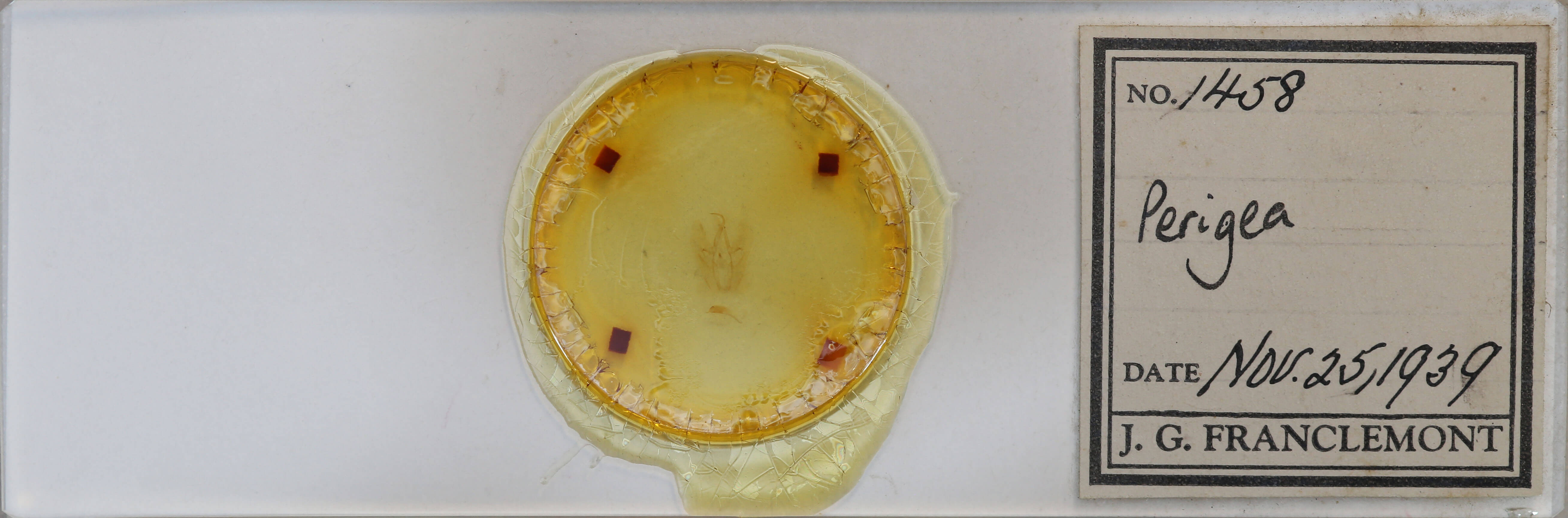 slide view of adult Perigea