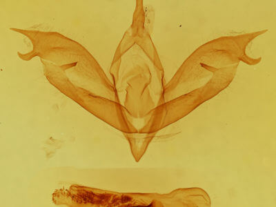 genitalia view of adult Pleromelloida bonuscula